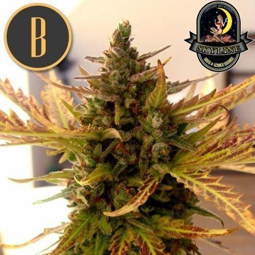 Grizzly Purple Kush | BlimBurn Seeds | Skyline Smoke Company | South Africa