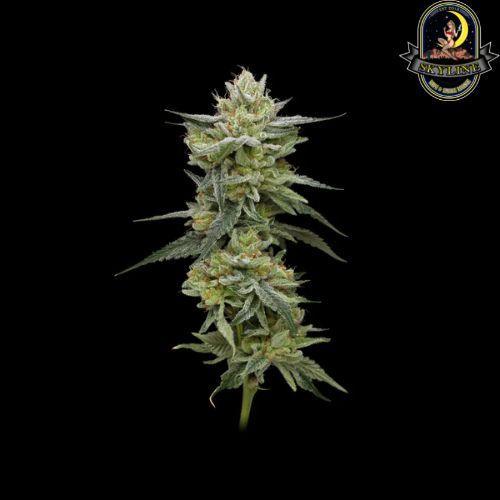 Hella Jelly | Humboldt Seed Company | Skyline Smoke Company | South Africa