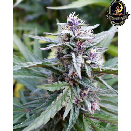 Hi-Biscus | Humboldt Seed Company | Skyline Smoke Company | South Africa