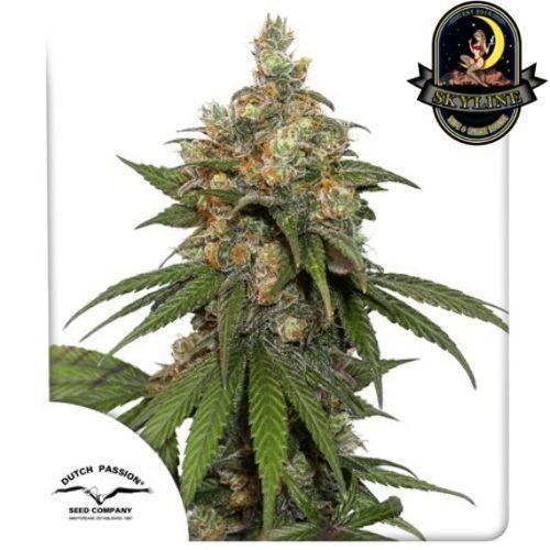 Hifi 4G | Dutch Passion Seeds | Skyline Smoke Company | South Africa