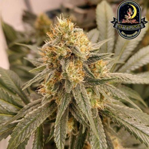 Hifi 4G | Dutch Passion Seeds | Skyline Smoke Company | South Africa