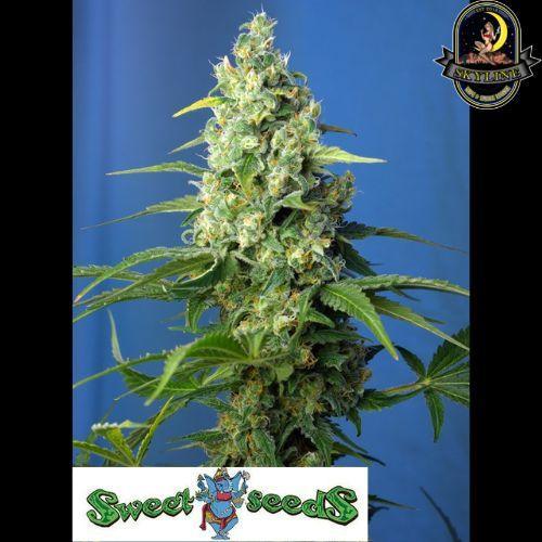 Honey Peach CBD Auto | Sweet Seeds | Skyline Smoke Company | South Africa