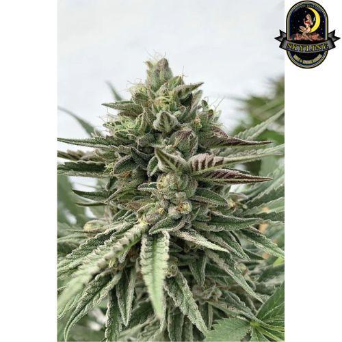 Humboldt Pound Cake | Humboldt Seed Company | Skyline Smoke Company | South Africa