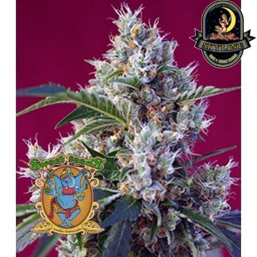 Indigo Berry Kush | Sweet Seeds | Skyline Smoke Company | South Africa