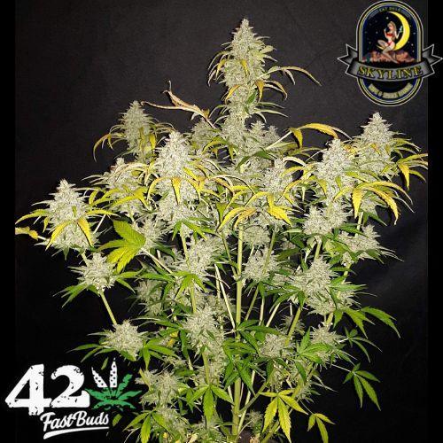 Jack Herer Auto | 420 Fast Buds | Skyline Smoke Company | South Africa