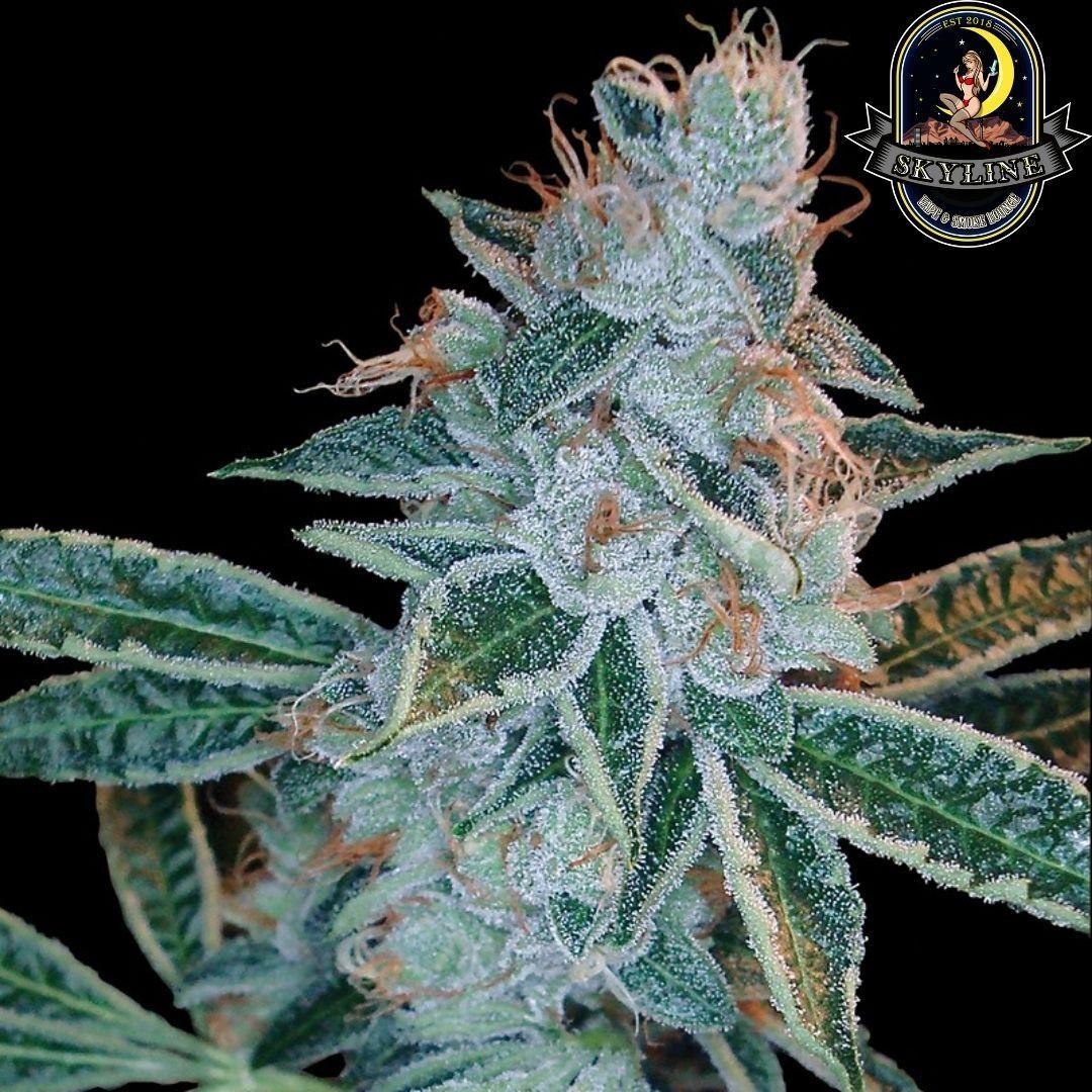 Lemon OG Kush | DNA Genetics | Skyline Smoke Company | South Africa