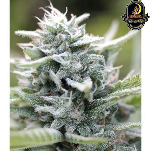 Magic Melon Auto | Humboldt Seed Company | Skyline Smoke Company | South Africa