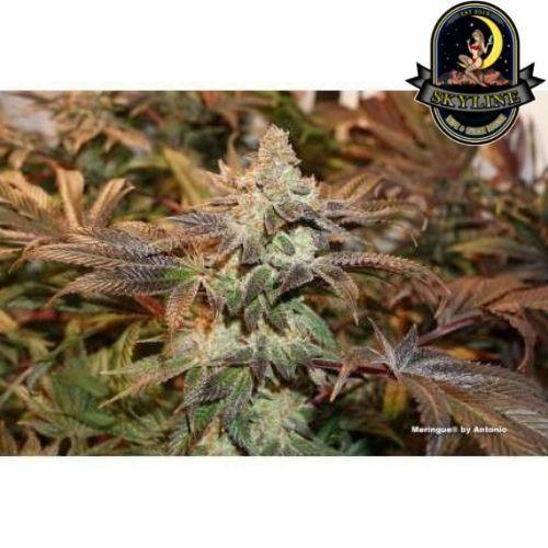 Meringue | Dutch Passion Seeds | Skyline Smoke Company | South Africa