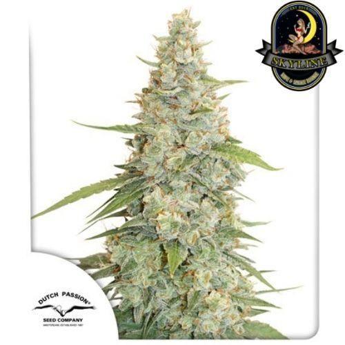 Meringue | Dutch Passion Seeds | Skyline Smoke Company | South Africa