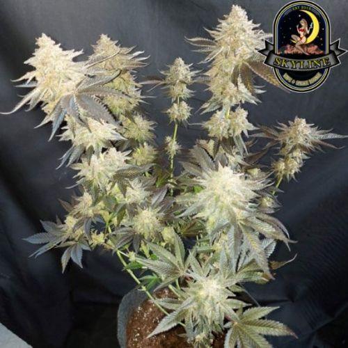 Mokum's Tulip | Dutch Passion Seeds | Skyline Smoke Company | South Africa