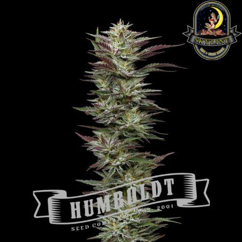 Notorious THC | Humboldt Seed Company | Skyline Smoke Company | South Africa