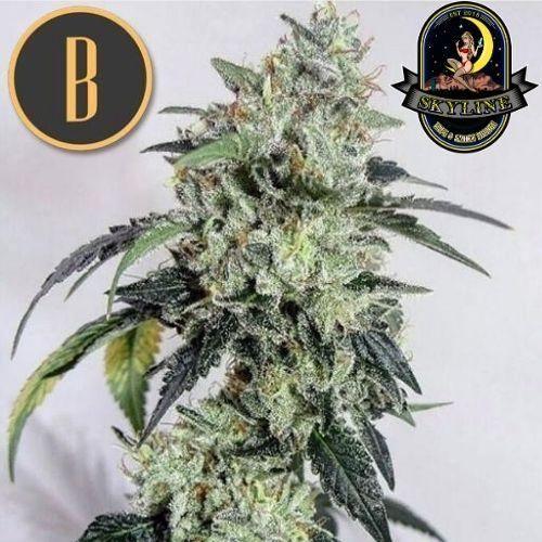OG Kush | BlimBurn Seeds | Skyline Smoke Company | South Africa