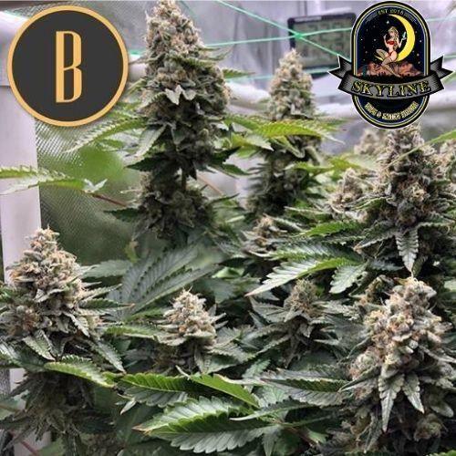 OG Kush | BlimBurn Seeds | Skyline Vape & Smoke Lounge | South Africa