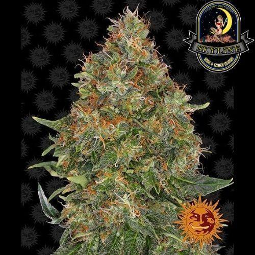 Pineapple Express Auto | Barneys Farm | Skyline Vape & Smoke Lounge | South Africa