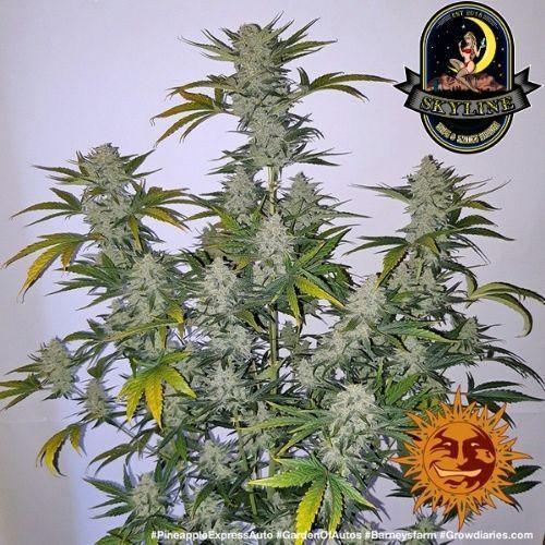 Pineapple Express Auto | Barneys Farm | Skyline Vape & Smoke Lounge | South Africa