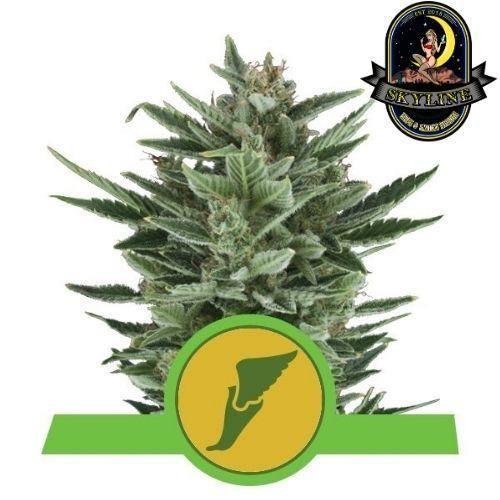 Quick One Auto | Royal Queen Seeds | Skyline Smoke Company | South Africa