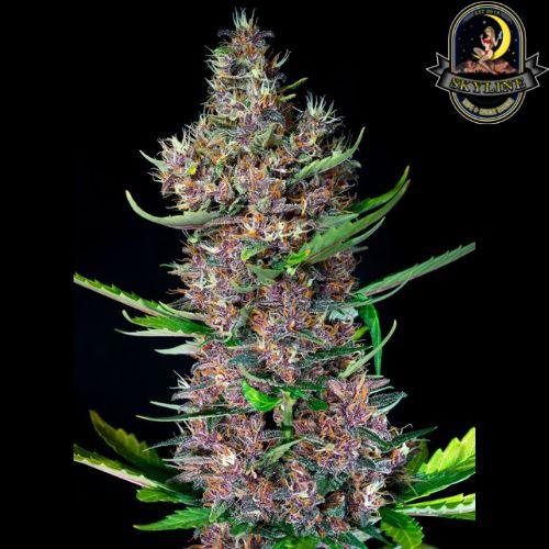 Red Poison Auto | Sweet Seeds | Skyline Smoke Company | South Africa