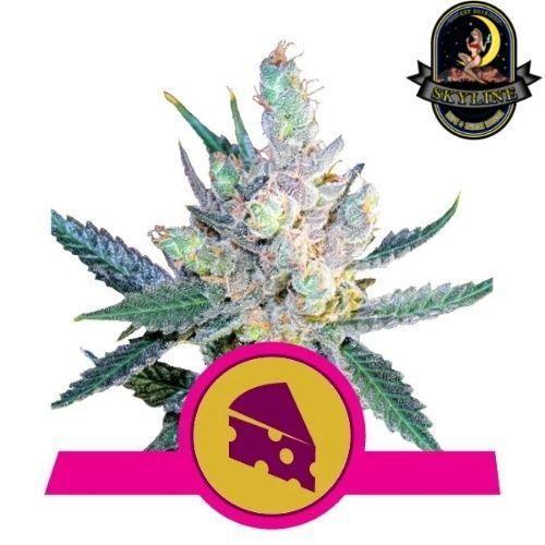 Royal Cheese | Royal Queen Seeds | Skyline Smoke Company | South Africa