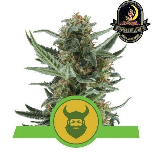 Royal Dwarf Auto | Royal Queen Seeds | Skyline Smoke Company | South Africa