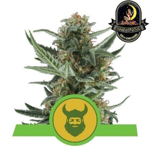 Royal Dwarf Auto | Royal Queen Seeds | Skyline Vape & Smoke Lounge | South Africa