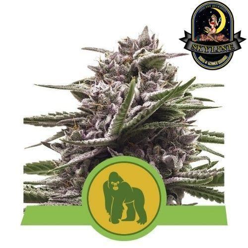 Royal Gorilla Auto | Royal Queen Seeds | Skyline Smoke Company | South Africa