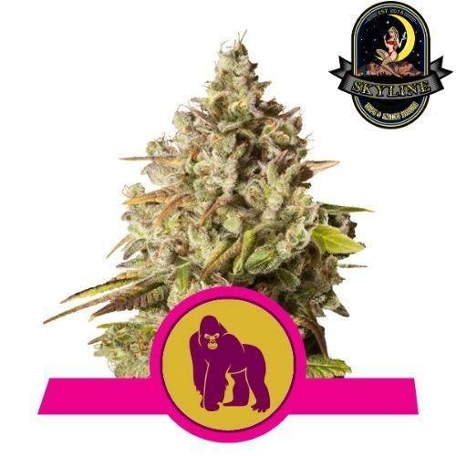 Royal Gorilla | Royal Queen Seeds | Skyline Smoke Company | South Africa