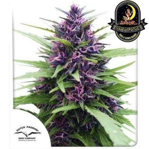 Shaman | Dutch Passion Seeds | Skyline Smoke Company | South Africa