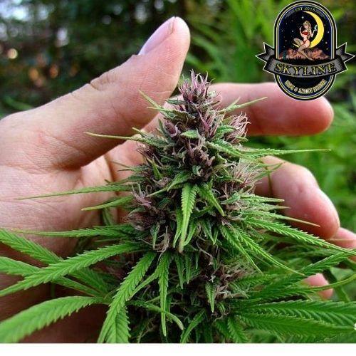 Shaman | Dutch Passion Seeds | Skyline Smoke Company | South Africa