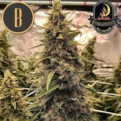 Silver Surfer Haze | BlimBurn Seeds | Skyline Smoke Company | South Africa