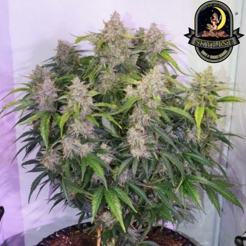 Skywalker Haze Auto | Dutch Passion Seeds | Skyline Smoke Company | South Africa