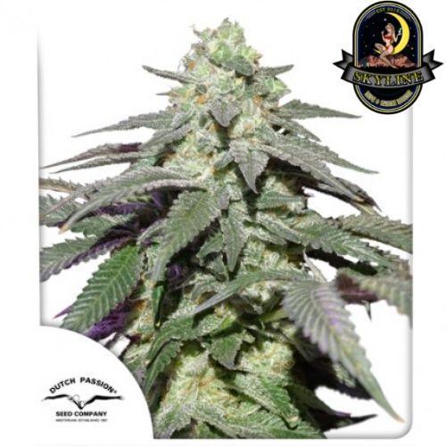 Skywalker Haze Auto | Dutch Passion Seeds | Skyline Smoke Company | South Africa