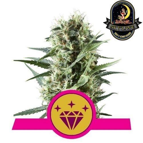 Special Kush #1 | Royal Queen Seeds | Skyline Smoke Company | South Africa
