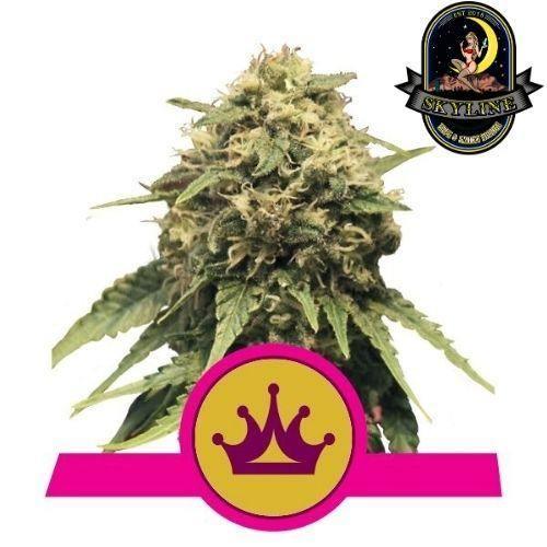 Special Queen #1 | Royal Queen Seeds | Skyline Smoke Company | South Africa