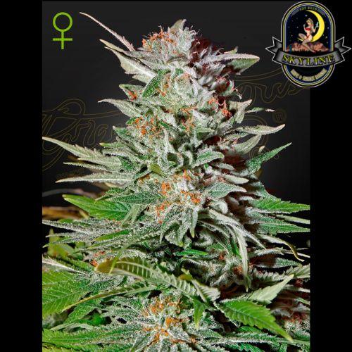Super Lemon Haze Auto | Green House Seed Co. | Skyline Vape & Smoke Lounge | South Africa