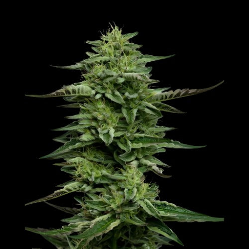 The Bling | Humboldt Seed Company | Skyline Smoke Company | South Africa