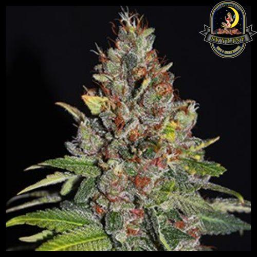 Tropical Punch | G13 Labs | Skyline Vape & Smoke Lounge | South Africa