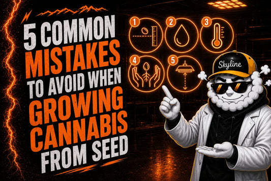 5 Common Mistakes to Avoid When Growing Cannabis from Seed | Skyline Seed Bank