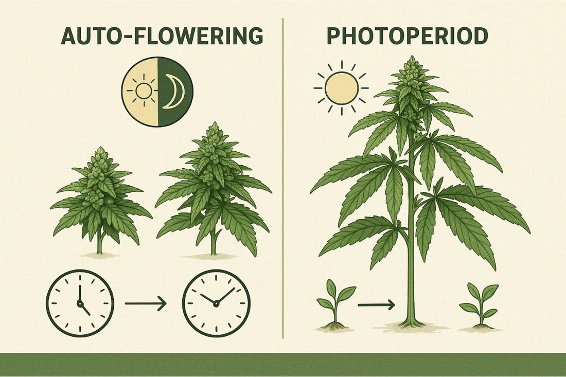Auto-Flowering Vs Photoperiod Cannabis Genetics | Skyline Seed Bank
