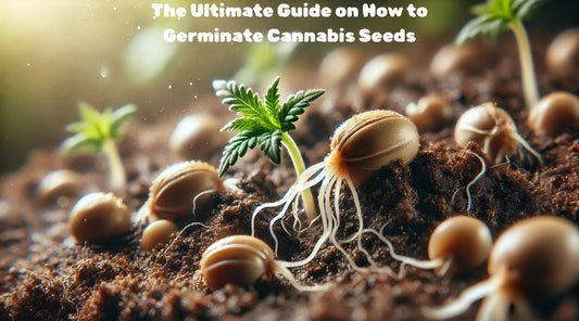 The Ultimate Guide on How to Germinate Cannabis Seeds