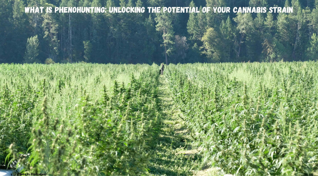 What is Phenohunting: Unlocking the Potential of Your Cannabis Strain