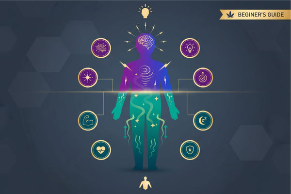 Head High vs Body High: Cannabis Effects Explained for Beginners