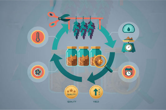 Cannabis Harvesting Guide: When & How to Harvest for Maximum Yield