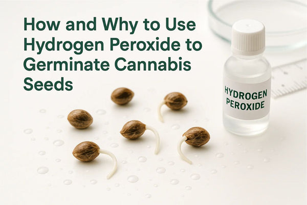 How and Why to Use Hydrogen Peroxide to Germinate Cannabis Seeds