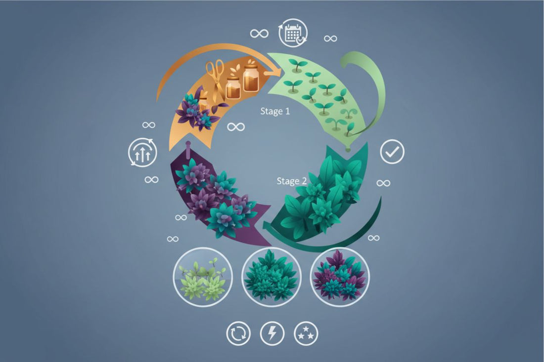 Perpetual Growing Explained: How Continuous Harvest Systems Work