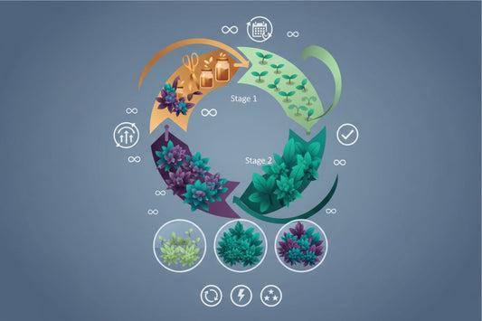 Perpetual Growing Explained: How Continuous Harvest Systems Work