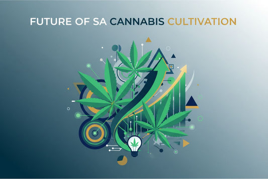 The Future of Cannabis Cultivation in South Africa
