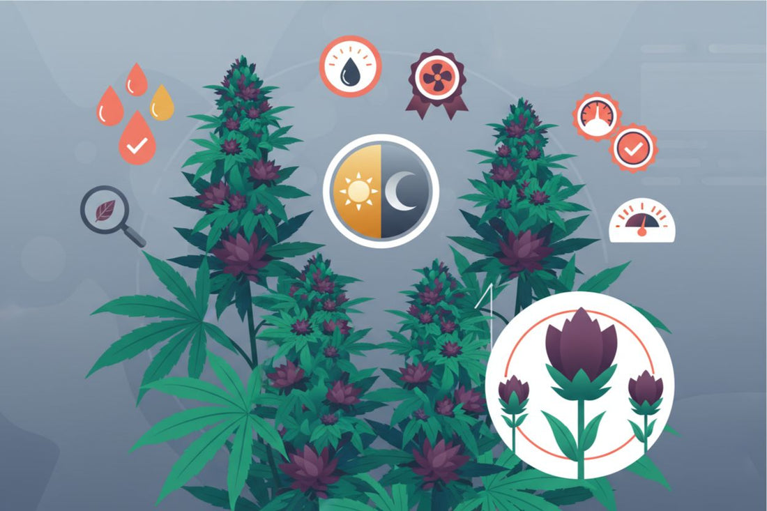 Cannabis Flowering Stage Guide: Max Yield & Potency