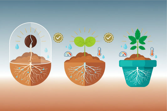Cannabis Seedling Stage Guide: Tips for Strong Healthy Growth