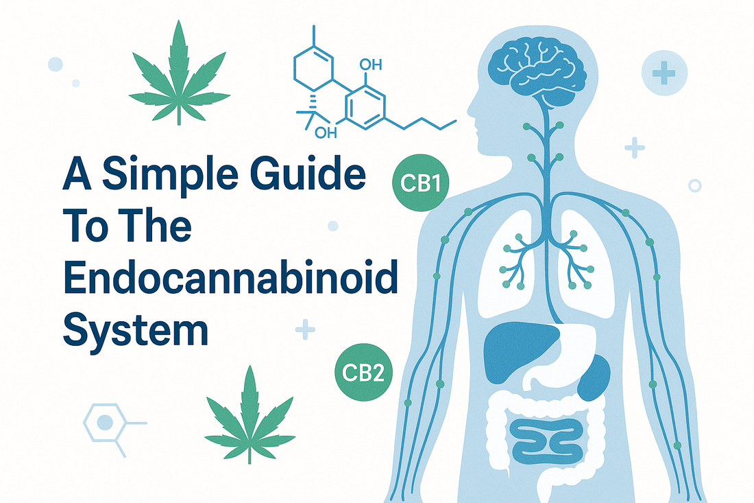 A Simple Guide To The Endocannabinoid System