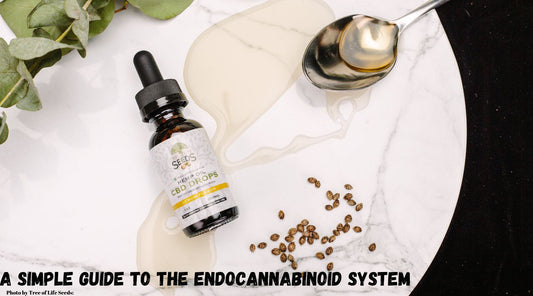 A Simple Guide To The Endocannabinoid System | Skyline Vape & Smoke Lounge | | South Africa